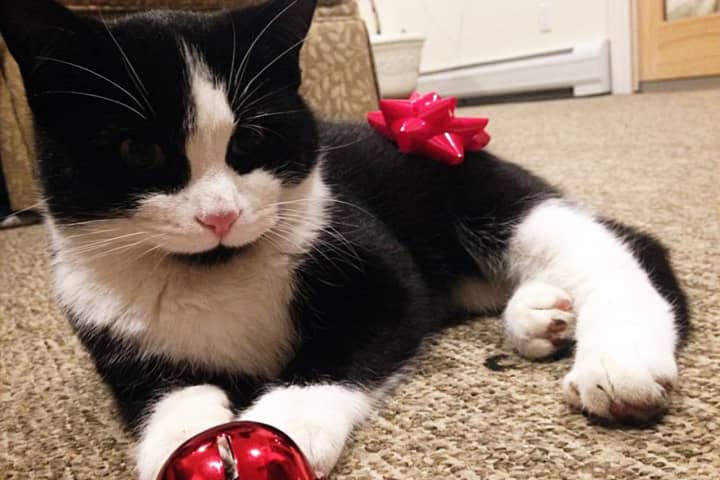 Have You Seen This Tuxedo Kitty Wandering Paramus?