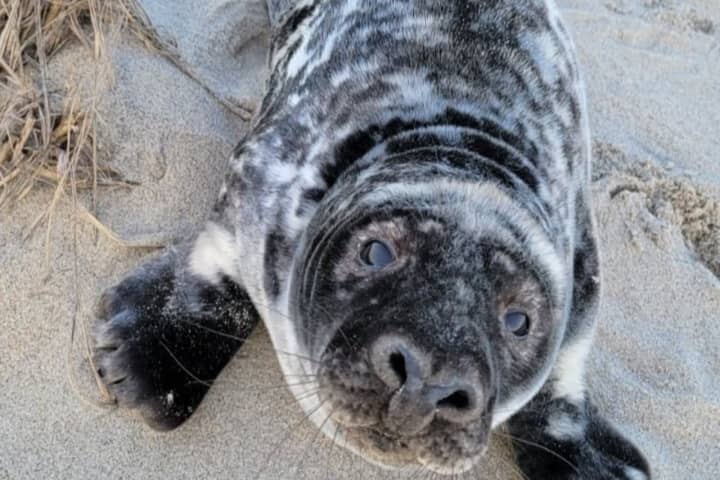 Malnourished Baby Seal Rescued After 400-Mile Journey To Jersey Shore