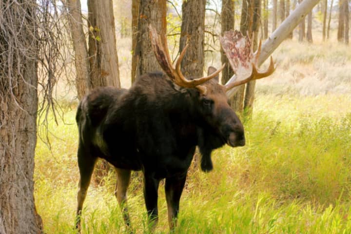 Moose Spotted In Fairfield County