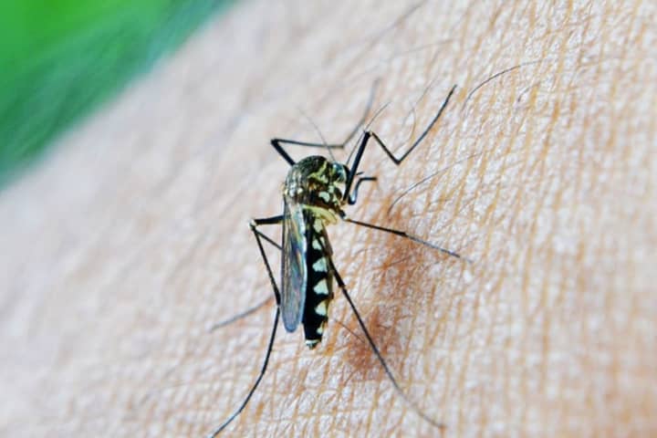 West Nile Virus In CT: Second Positive Case In 2023 Found In Hartford County