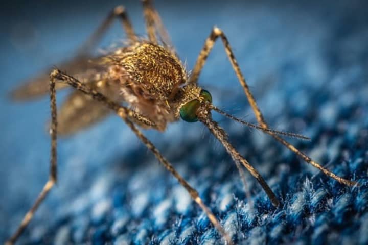 Mosquitoes Carrying Eastern Equine Encephalitis Found In These New London County Towns