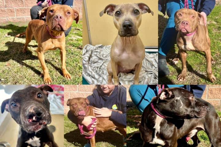 Dogs Saved From Suspected Jersey Shore Fighting Ring Need Foster Families