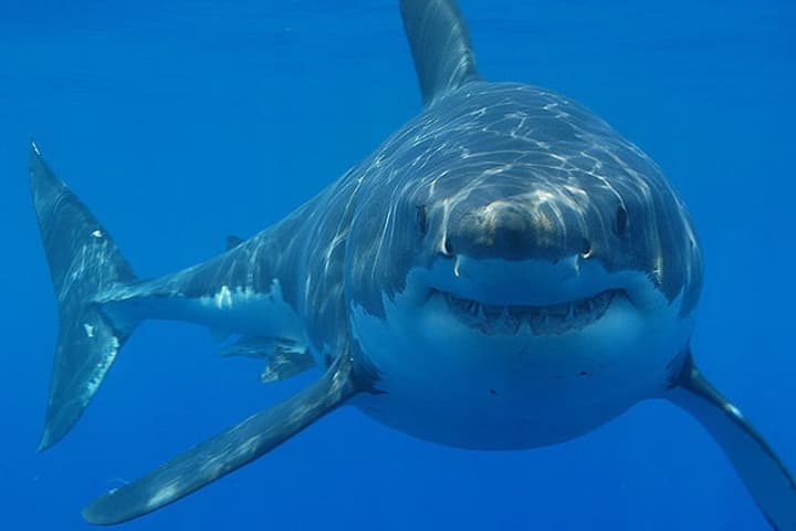 New Shark Sightings Reported At Jones Beach Day After Lifeguard Bit