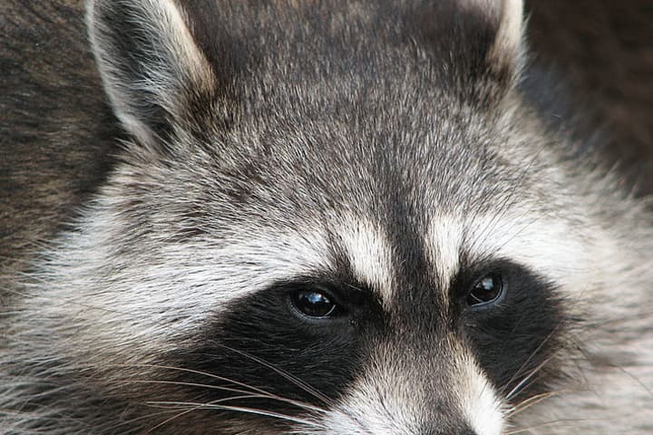 Raccoons Infected With Rabies Found In Two Separate Anne Arundel Towns, Health Officials Say