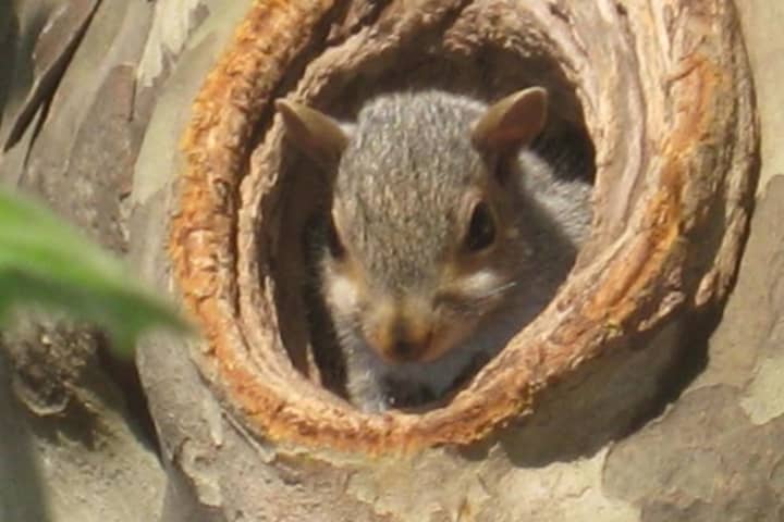Rogue Rodent: Squirrel Blamed For 12K Losing Power Upstate