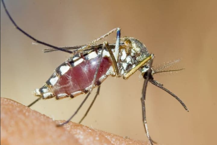 14 New Mosquito Samples Test Positive For West Nile Virus In Suffolk County