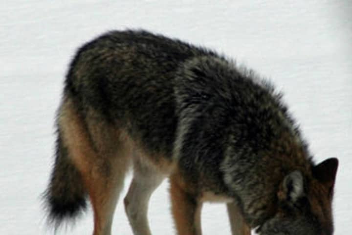Coyote Experts To Speak In New Canaan