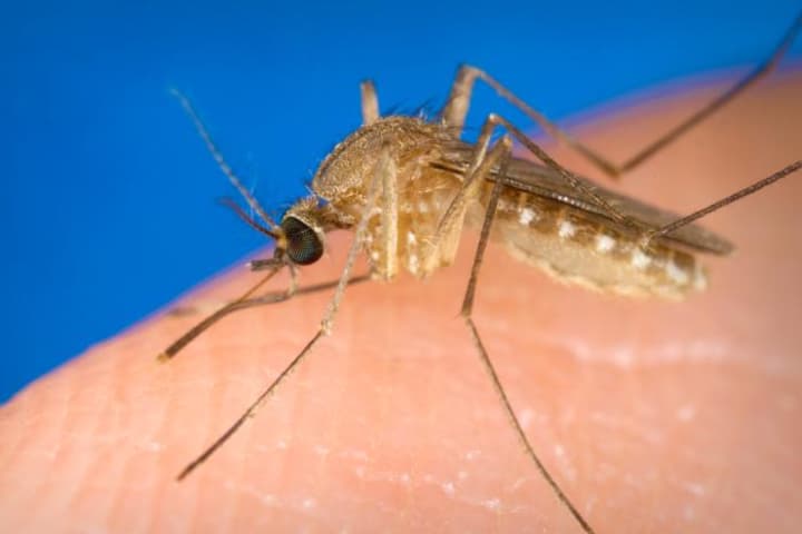 Mosquitoes Test Positive For West Nile In 14 CT Towns, Including Greenwich, Stamford