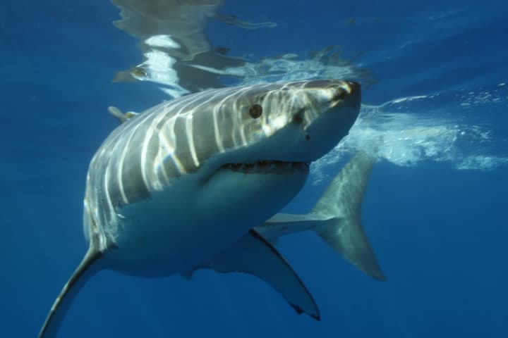 Shark Bites Another Long Island Lifeguard