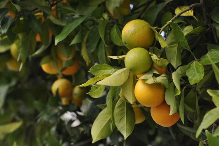 Orange Juice Prices Could Increase Amid Lower Yield, Report Says