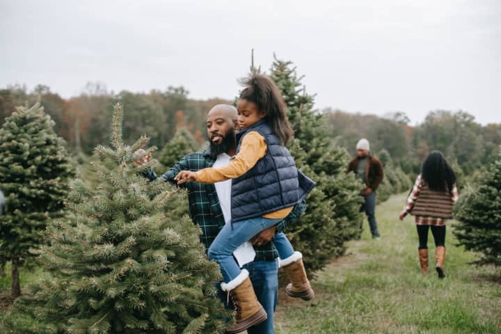 Best Christmas Tree Farms In Massachusetts To Branch Out Your Holiday Buck