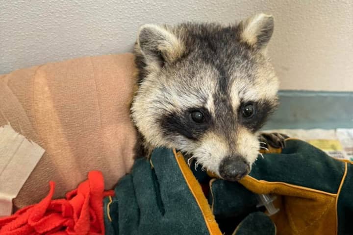 'Miraculously Survived': Raccoon Not Giving Up After Being Set On Fire In Quincy