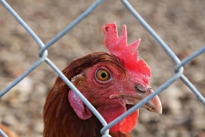 Cockfight Organizer Pleads Guilty To Animal Cruelty - More Than 400 Poultry Rescued