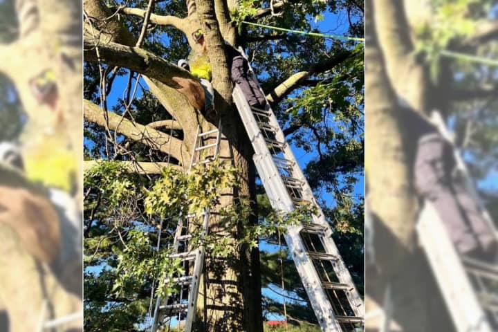 Firefighter Who Teaches High-Angle Rescue Helps Save Severely Injured Worker In NJ Tree
