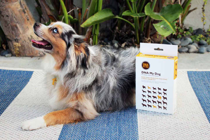 Find Out Your Dog's Breed and Potential Health Risks with This $60 DNA Test