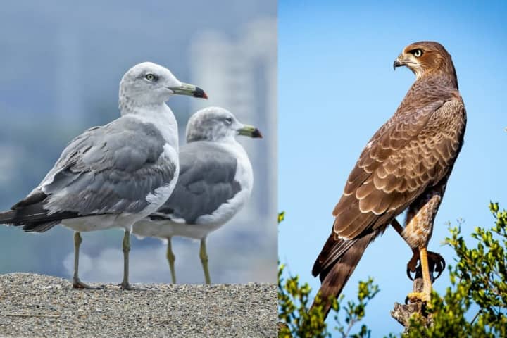War Of The Birds: Jersey Shore City Will Continue Using Falcons To Fight Off Seagulls