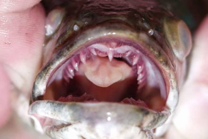 Fish With Fangs Caught In Massachusetts Reservoir