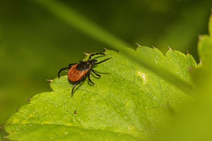 Connecticut Woman Dies After Tick Bite, Department Of Health Says