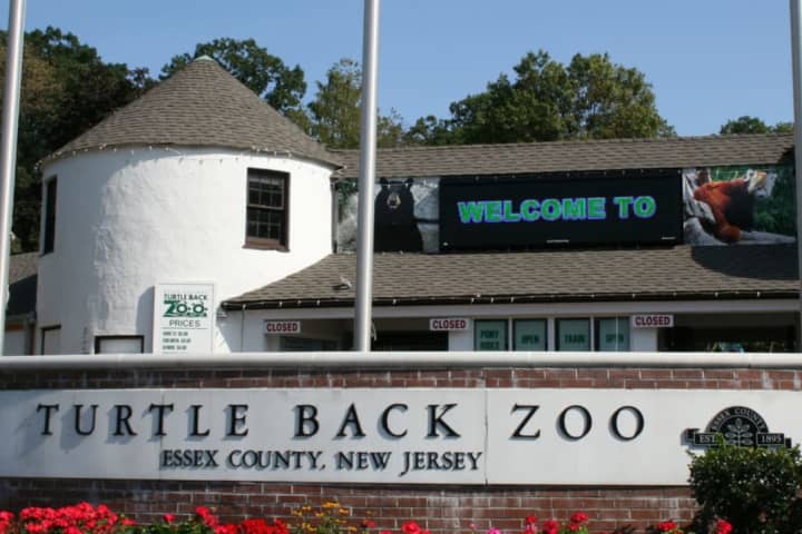 Lion At Turtle Back Zoo In West Orange Dies: Report