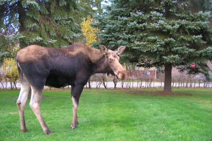 Rare Sighting: Moose Spotted In Area