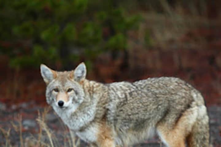 Coyote Sightings Prompt Police Warning In Area