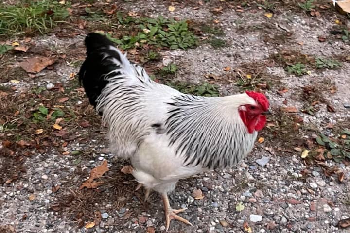Reward Offered By SPCA After Rooster Found Abandoned On Long Island