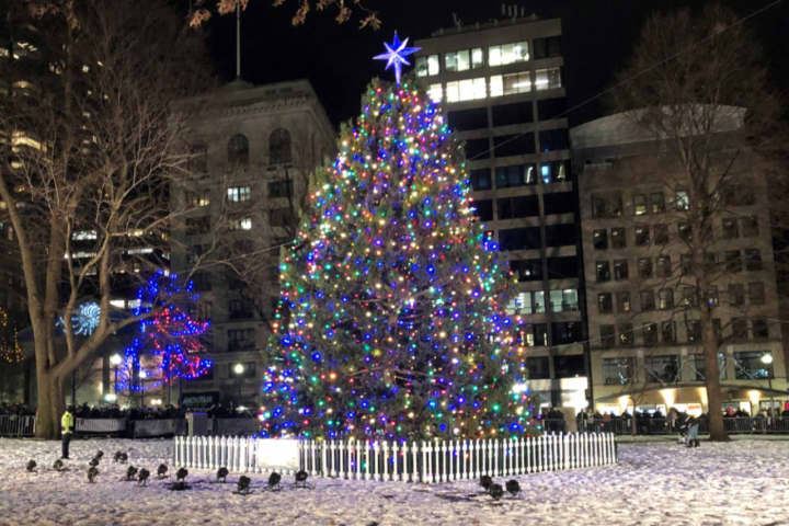 Mayor Wu Will Light Christmas Tree At Boston Commons Next Week