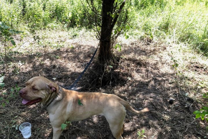 Reward For Info Now Being Offered After Young Dog Tied To Tree Found In Area