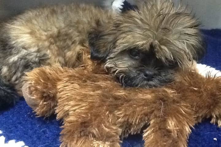 Long Island Pet Stores Banned From Purchasing, Adopting New Puppies, NY AG Says