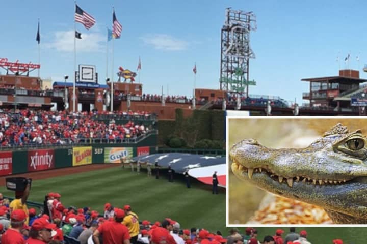 Central PA Man's 'Service Alligator' Turned Away From Phillies Game, Reports Say