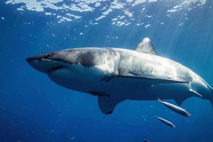 ID Released For Boston Woman Killed By Shark In Bahamas
