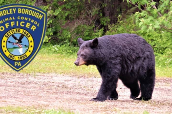 Be Aware Of The Bear, Say Authorities In Bucks County
