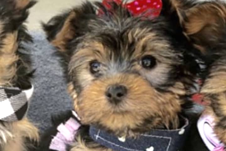 'Teacup' Yorkie Buyers Beware: Victims In NJ, NY Scammed Out Of Thousands