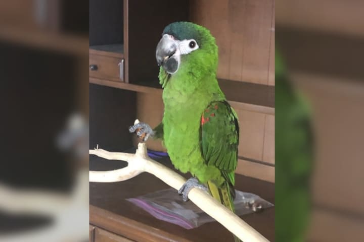 Heads Up: Missing Pet Macaw Last Seen In Montgomery County