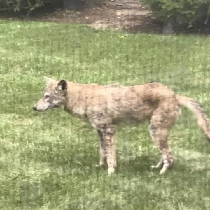 A coyote was spotted making the rounds in New Rochelle.