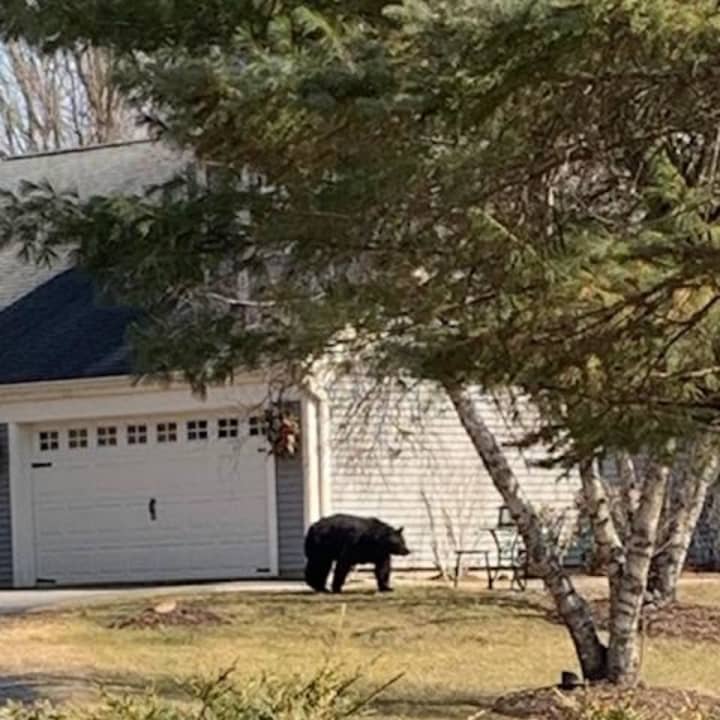 Another black bear visiting a neighborhood in Pawling.