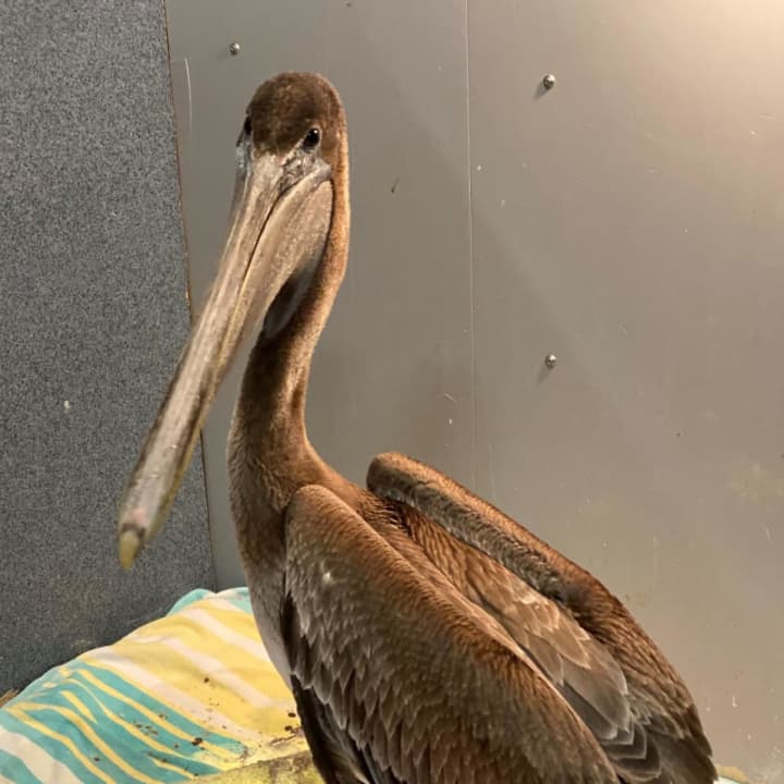 One of the young brown pelicans being cared for at the center.