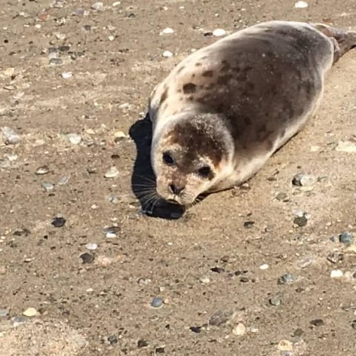 A young harp seal stopped by a local beach.