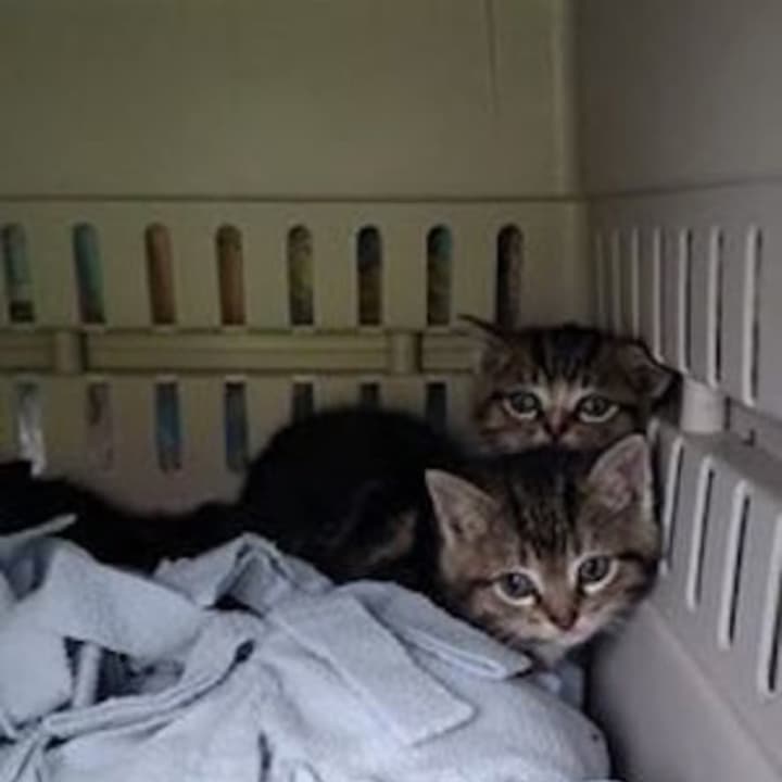Four kittens rescued from a storm drain at Quinnipiac University Tuesday have been taken in by a Fairfield-based animal rescue group.