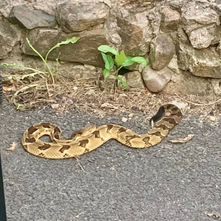 A rattlesnake was discovered in a Hillburn driveway, much to the homeowner&#x27;s dismay.