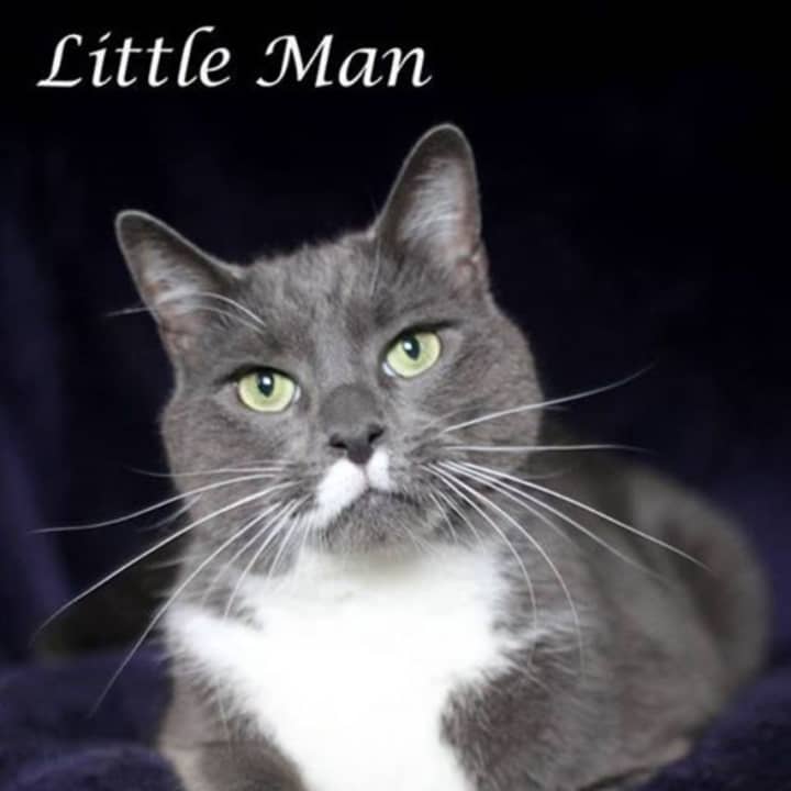 &quot;Little Man&quot; is Rockland County Sheriff&#x27;s Office Hi-Tor Pet of the Week. 