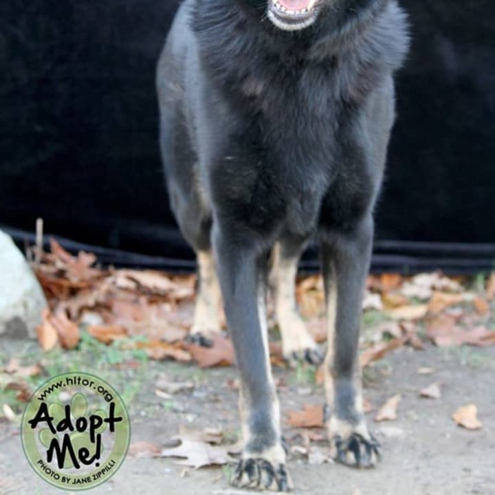 Nika, a 3-year-old German shepherd mix, is looking for a forever home. 