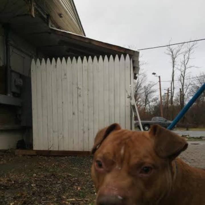 This dog was found near Broadway in Fishkill. He is now at the Dutchess County SPCA