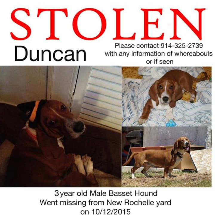 Duncan, a 3-year-old Basset hound, was stolen from the yard of his owners&#x27; home on Oct. 12, 2015.