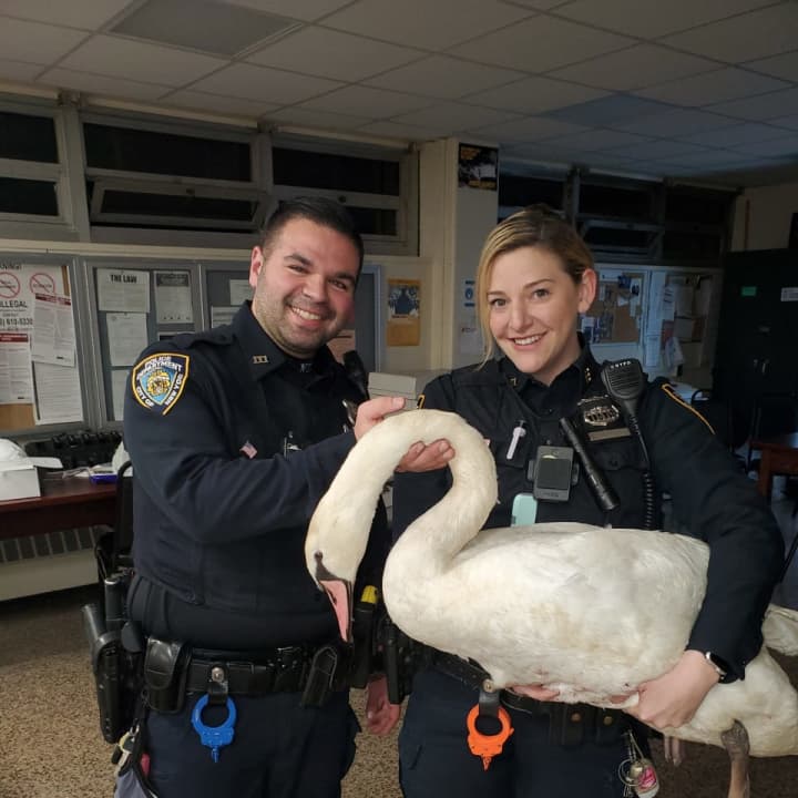 NYPD Officers Emily Baron and Michael DeFranco saved the large swan from the busy highway.