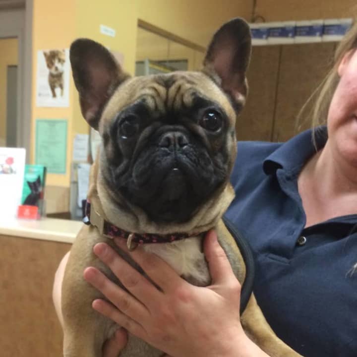 This French Bulldog was found in Irvington. She is currently at the Humane Society of Westchester at New Rochelle.