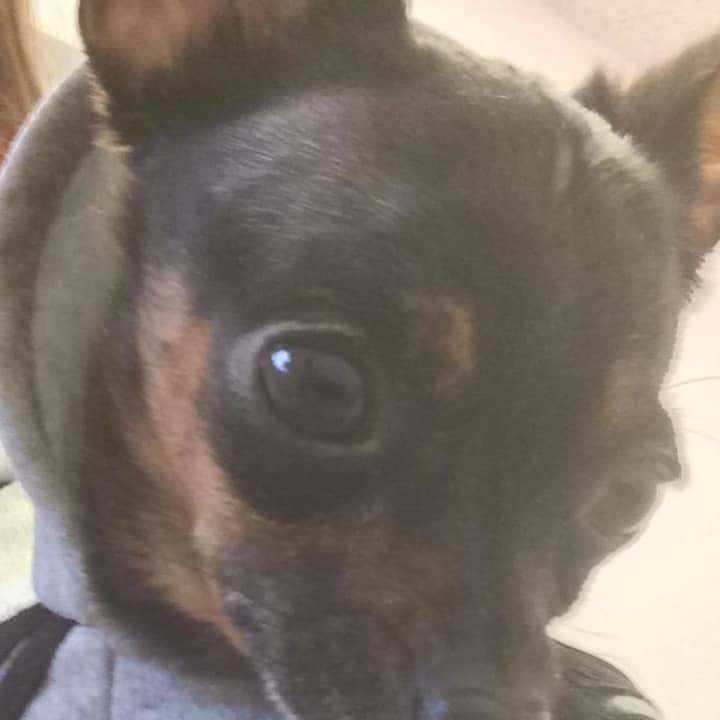 This Chihuahua was found in New Rochelle.