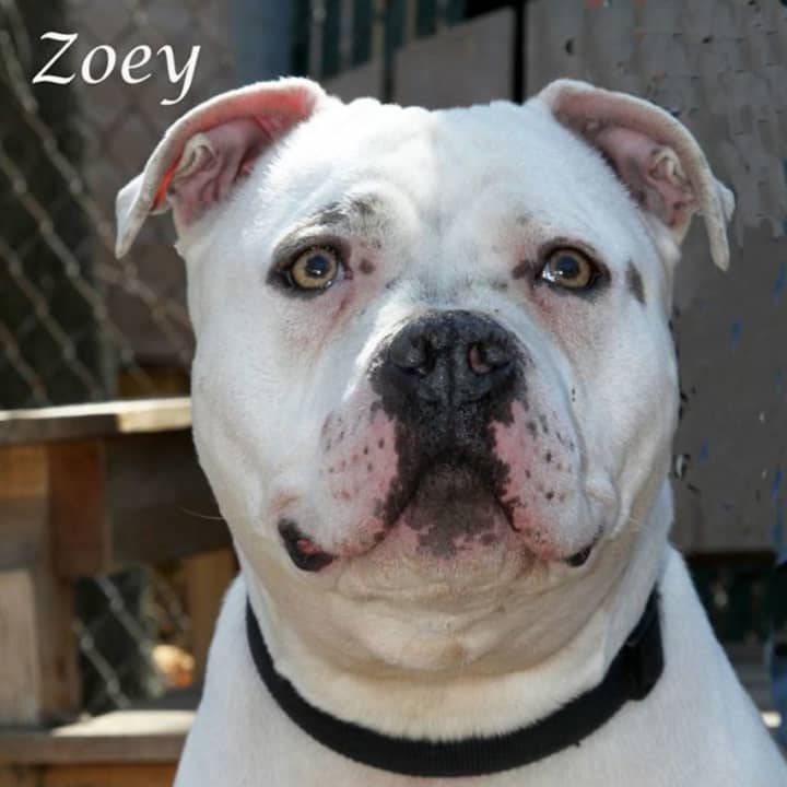 Zoey, a 4-year-old American bulldog/pit bull mix, is the Hi Tor Pet of the Week.