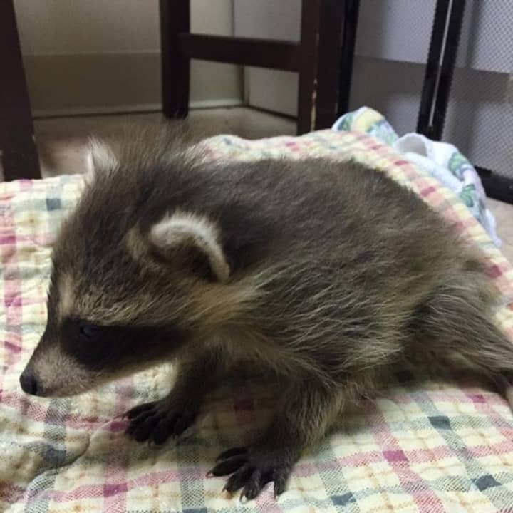 A baby raccoon at the Franklin Lakes Animal Hospital.