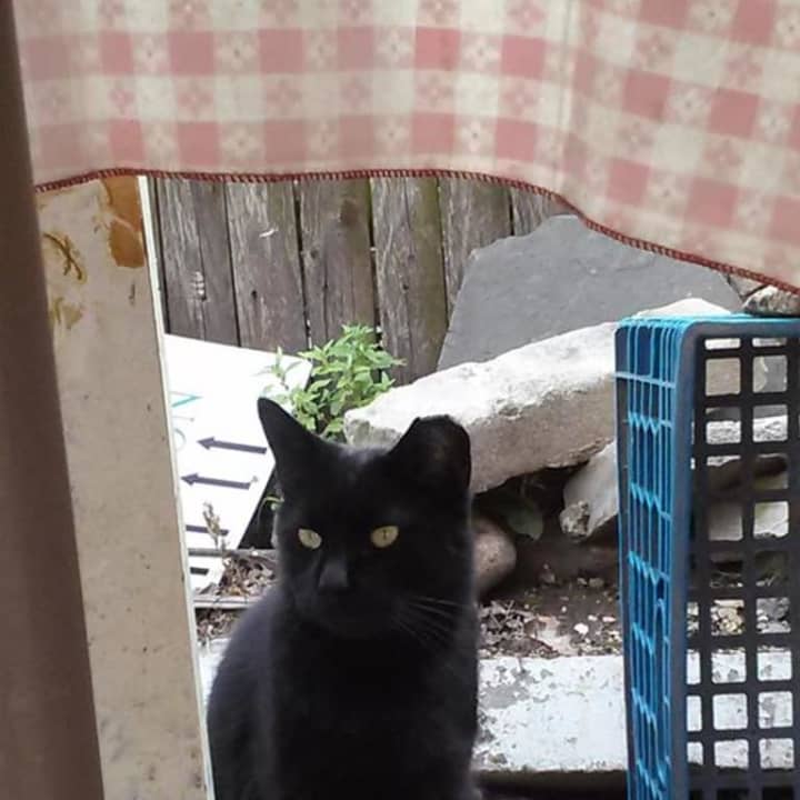 Leroy the black cat is missing from the Mount Vernon area.